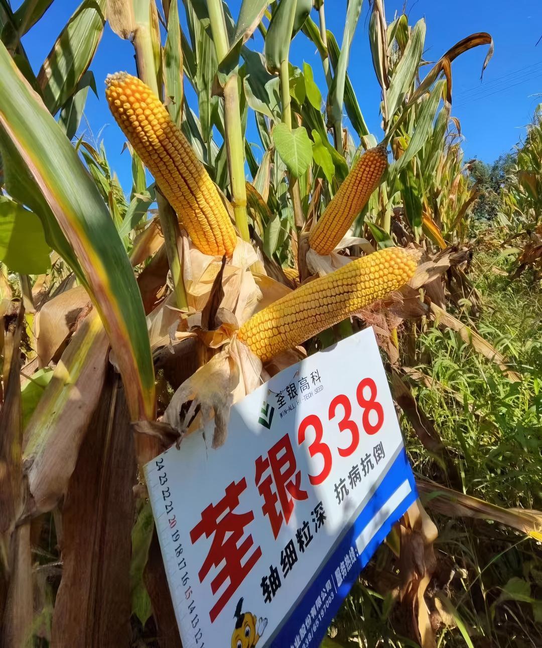 荃銀338.jpg 荃銀338.jpg